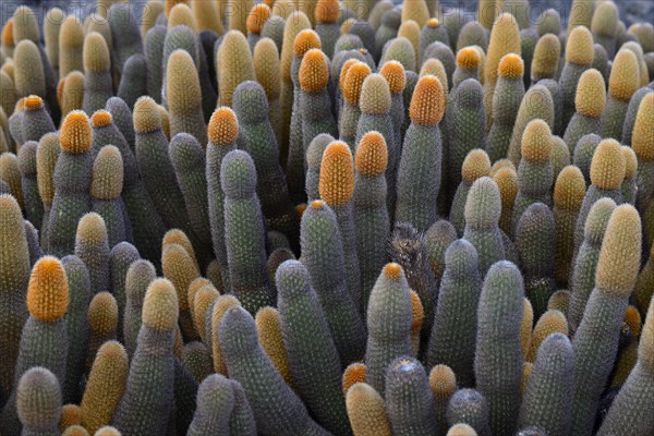 Lava cactus