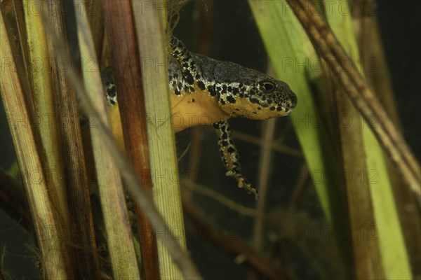 Alpine newt