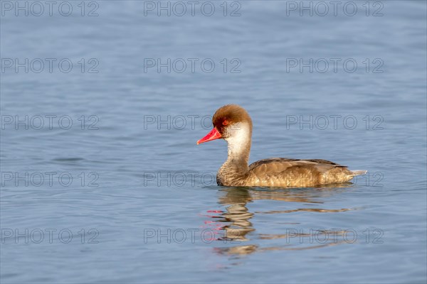 Red-crested pochard