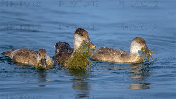 Red-crested pochard