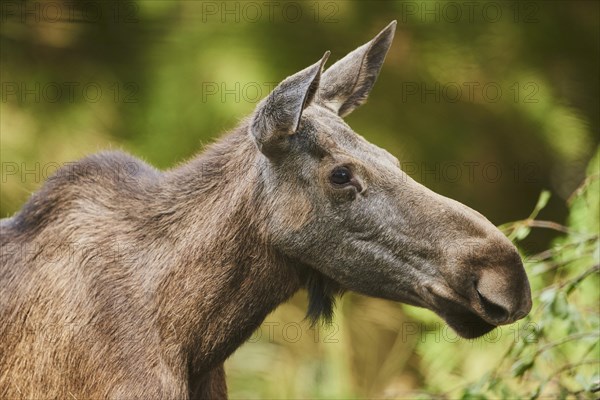 Elk