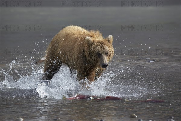 Kamchatka brown bear