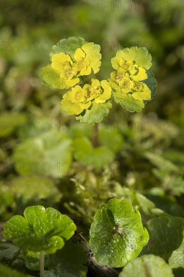 Alternate-leaved golden saxifrage d