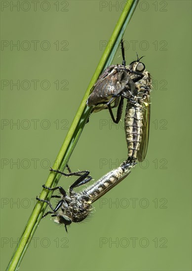 Mating of robber flies of the subfamily Asilidae