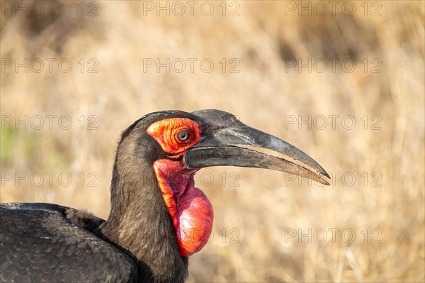 Southern ground hornbill