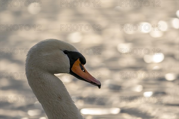 Mute swan