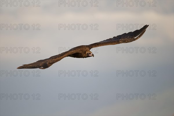 Cinereous vulture