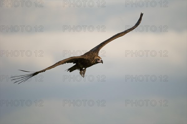 Cinereous vulture