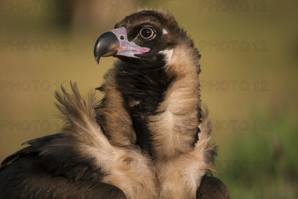 Cinereous vulture