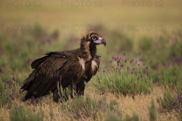 Cinereous vulture