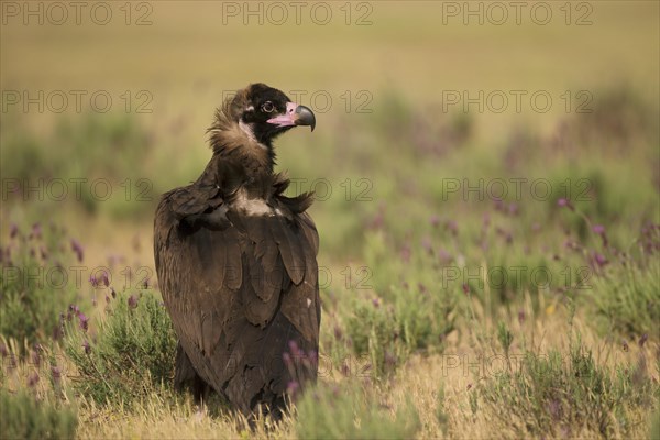 Cinereous vulture