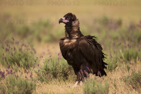 Cinereous vulture