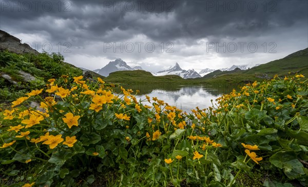 Marsh marigolds