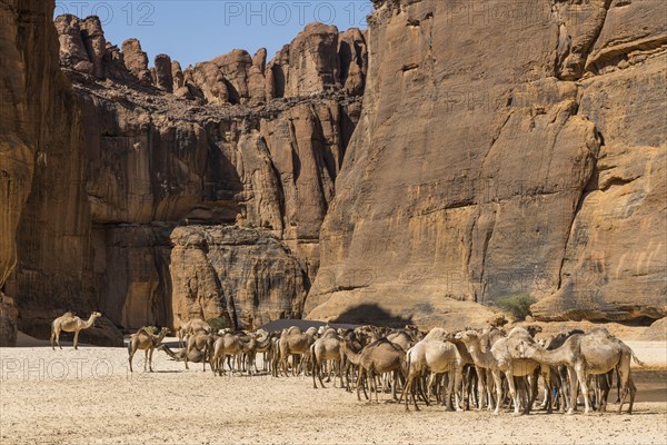 Camel herd