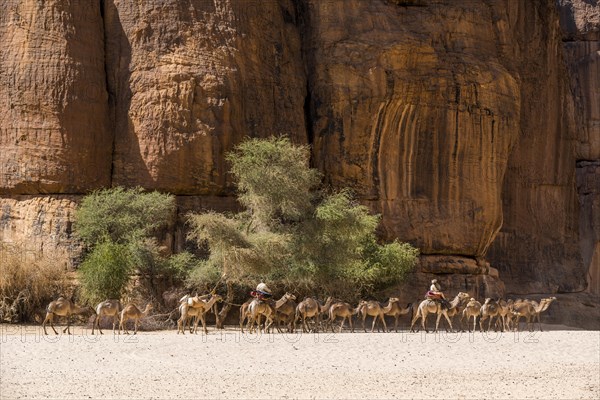 Camel caravan