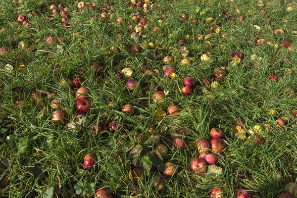 Fallen fruit in grass