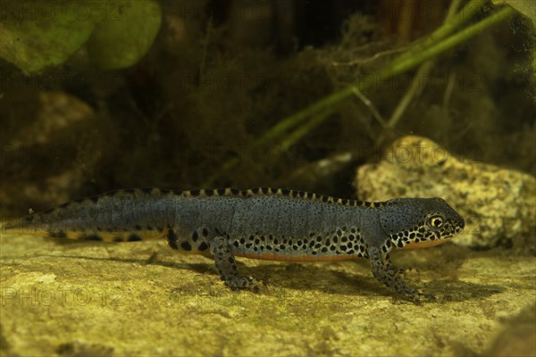 Alpine newt