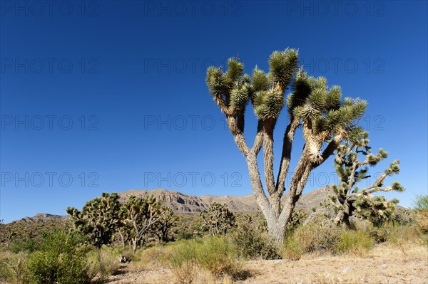 Joshua Tree