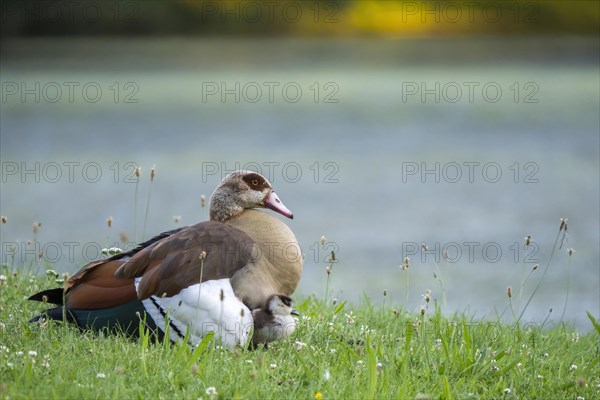 Adult Egyptian goose