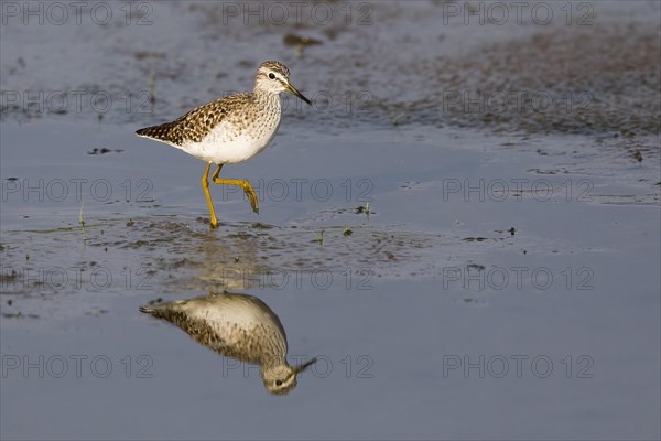 Wood sandpiper