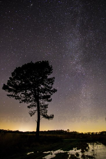 Stars in the sky above a tree