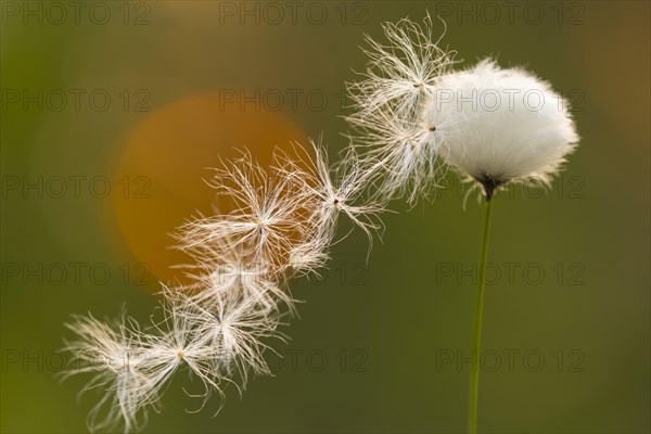 Fruiting sheath cottongrass