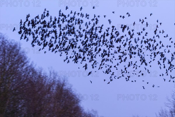 Western jackdaws