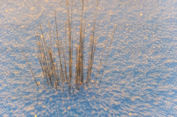 Blades of grass in the backlight enclosed by a sheet of ice in the moor