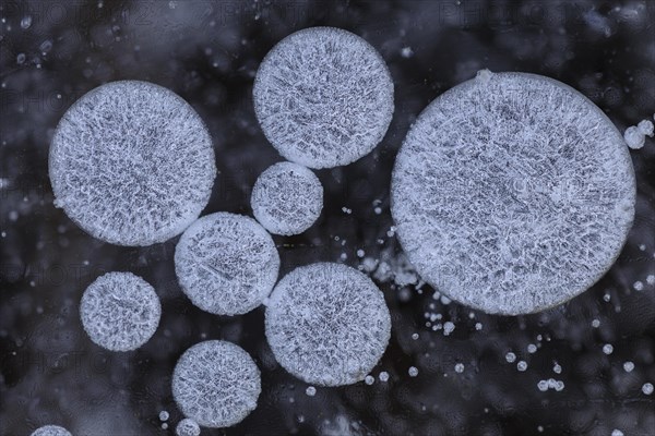 Forms of ice in a puddle