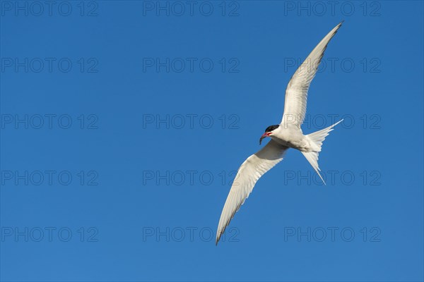 Arctic tern