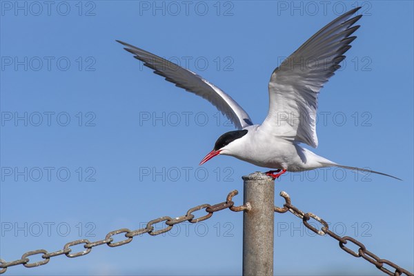 Arctic tern