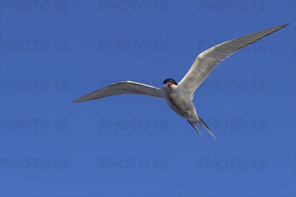 Arctic tern