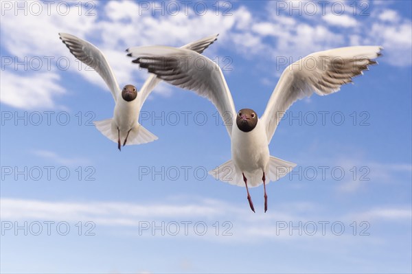 Black-headed gulls