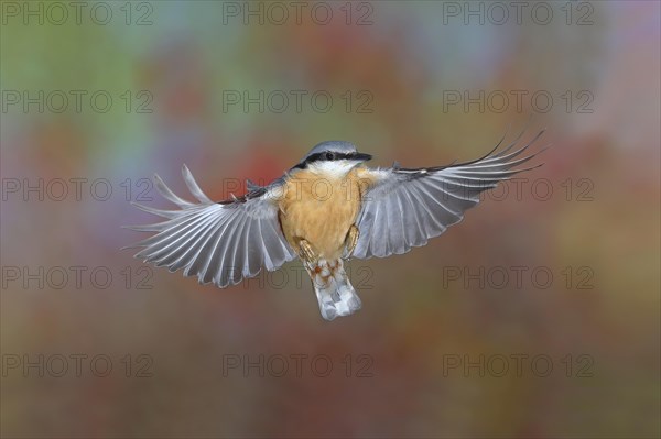 Eurasian nuthatch