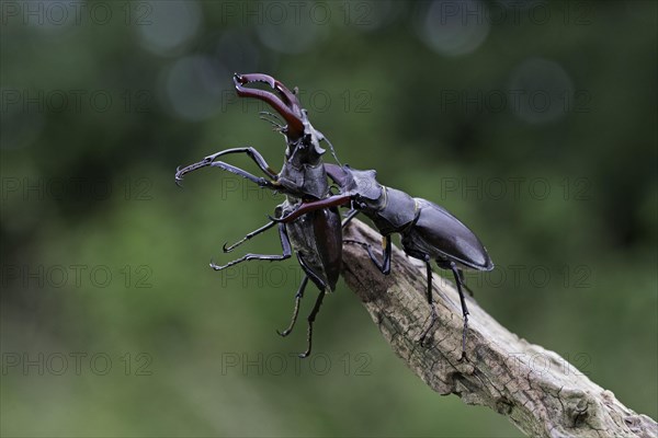 Stag beetle