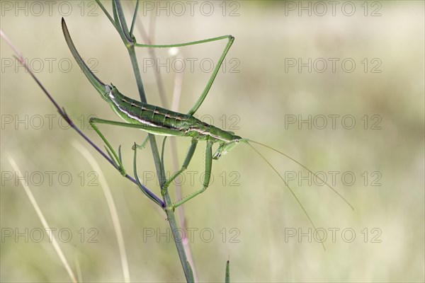 Large sawfly