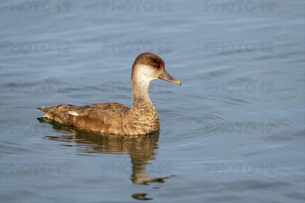 Red-crested pochard