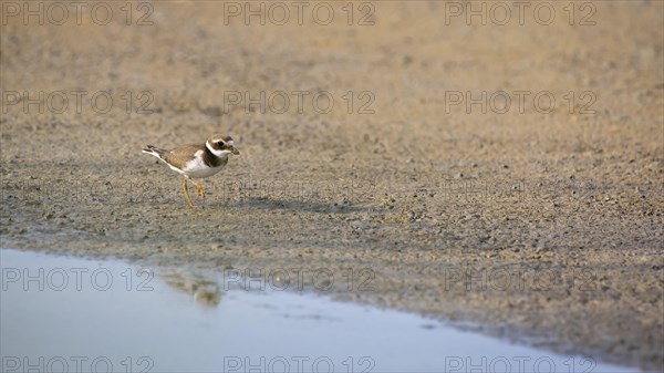 Ringed plover