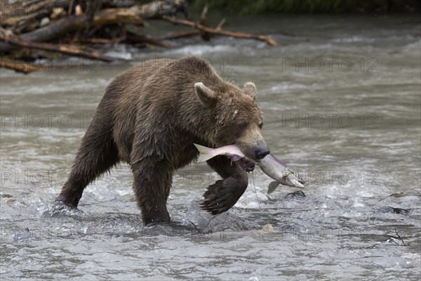 Kamchatka brown bear