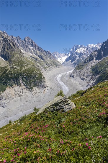 Pink alpine roses on the mountainside