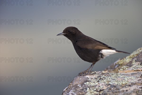 Black Wheatear