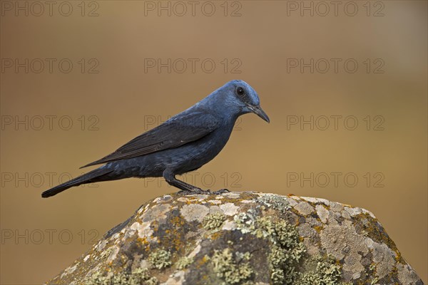 Blue Rock Thrush