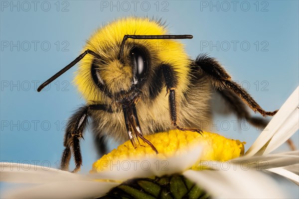 Macro Focus Stacking portrait