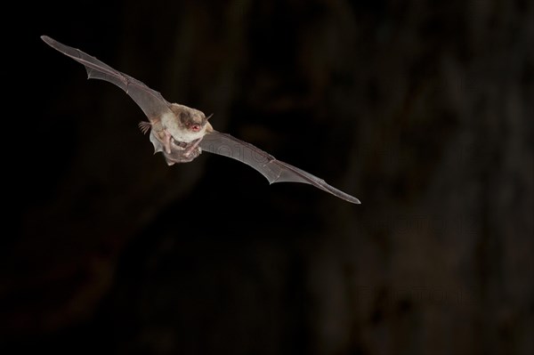 Long-fingered bat