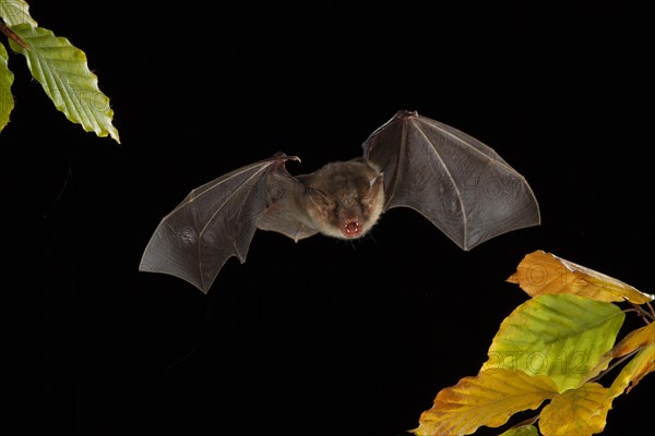 Greater Mouse-eared Bat