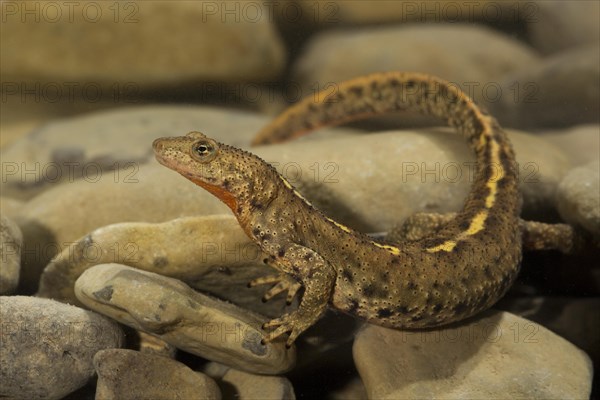 Pyrenean brook salamander