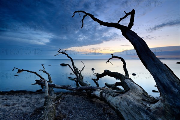 Tree trunks on the beach after sunset