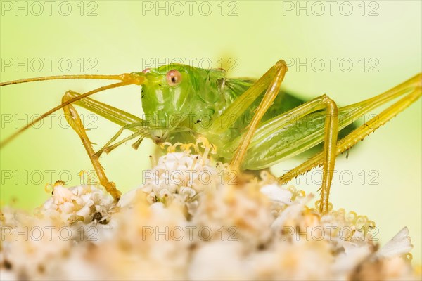 Macro Focus Stacking picture of male of Oak Bush-Cricket