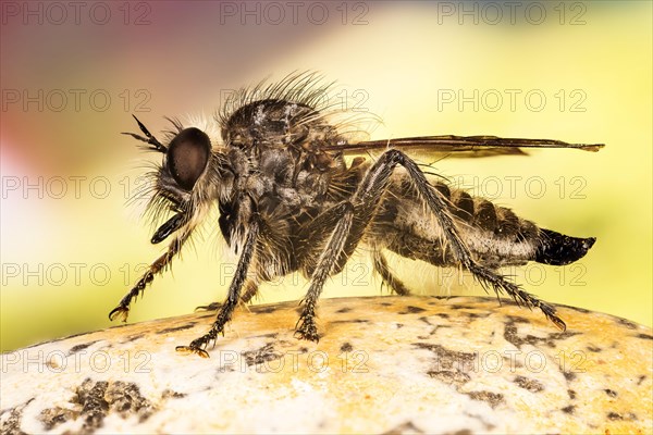 Fan-bristled Robberfly