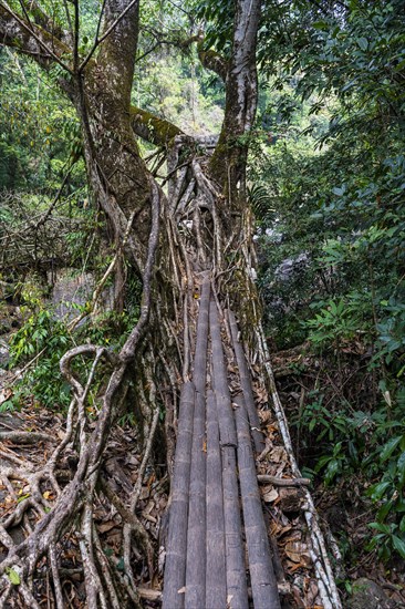 Living Root Bridge